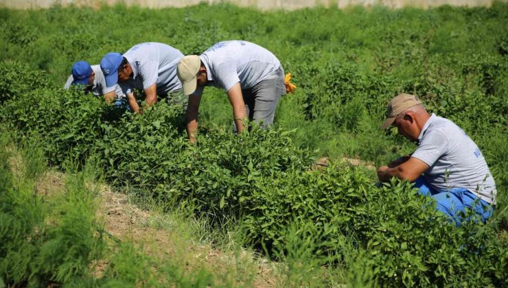 Posacı’dan çiftçilere müjde