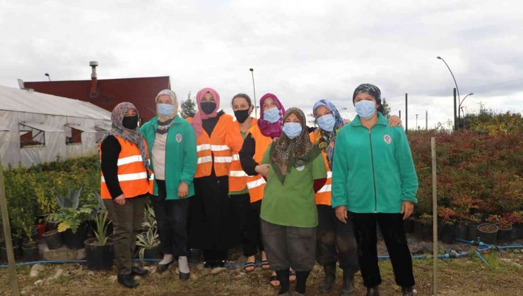 Rize’nin ata tohumları seralarda hayat buluyor