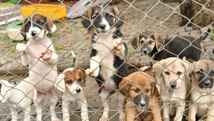 Sahipsiz can dostlar için 15 yeni kabul merkezi oluşturuldu