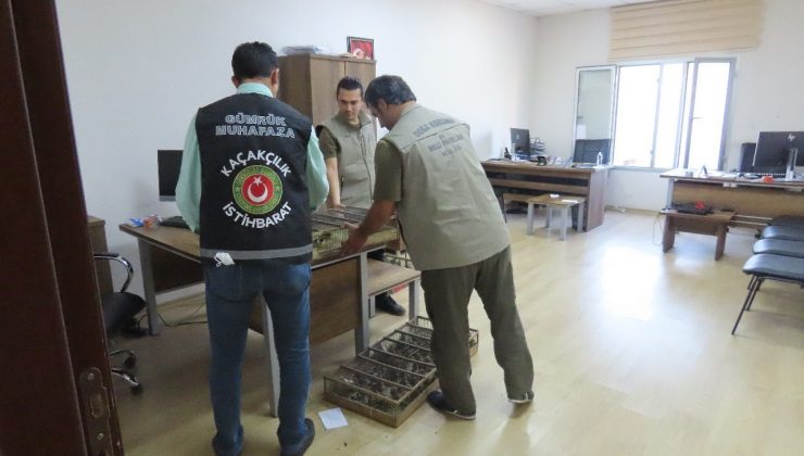 Saka kuşu kaçakçıları yakalandı