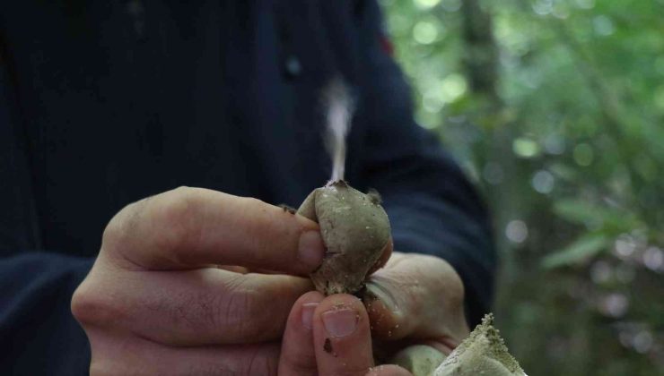 Sakarya ormanlarında mantar avı