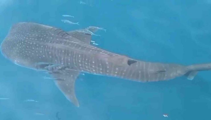 Samandağ açıklarında köpek balığı şoku