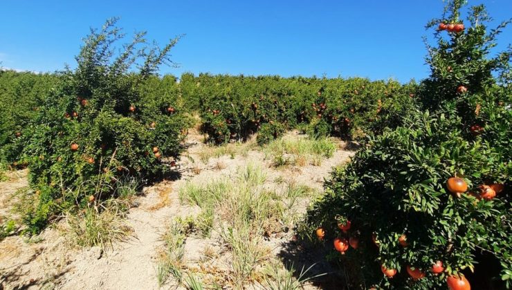 Samsat’ta nar üretimi arttı