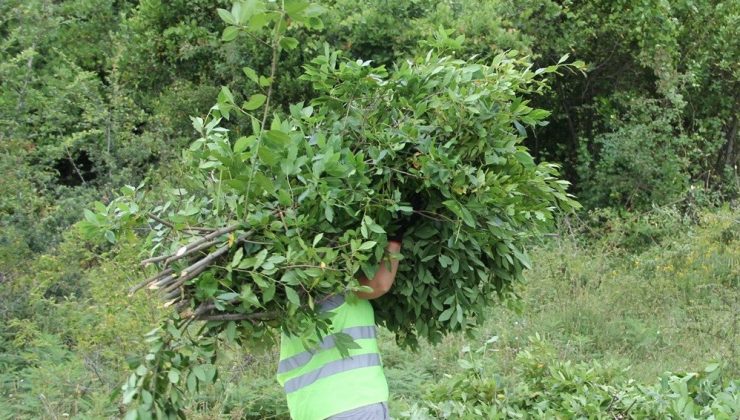 Samsunlu köylüler defne üretiminden 16,5 milyon TL gelir sağladı