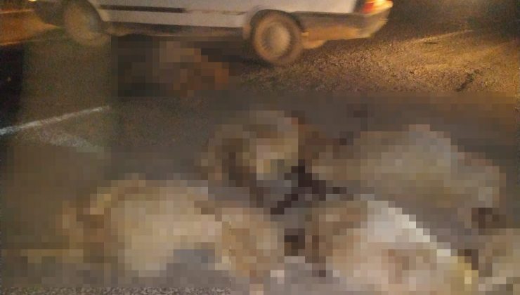 Şanlıurfa’da hafif ticari aracın çarptığı 10 koyun telef oldu