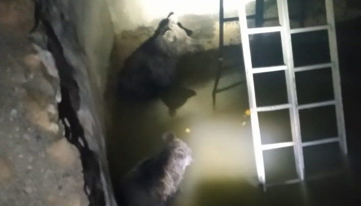 Şemdinli’de sulama havuzuna düşen 2 yavru ayı kurtarıldı