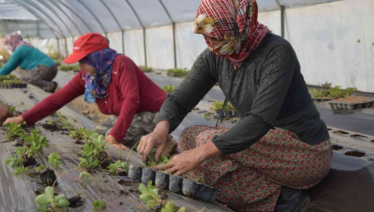 Sezonun ilk çilek fideleri toprakla buluştu