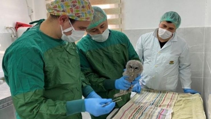 Sinop’ta 3 alaca baykuş ve 2 şahin tedavi edilip doğaya salındı