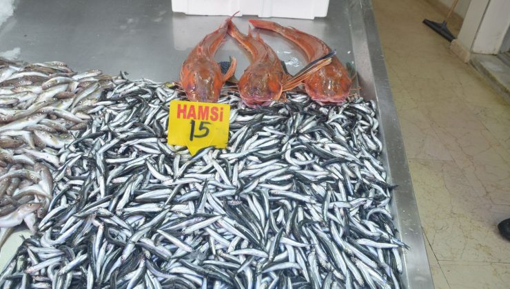 Sinop’ta 5 kiloluk kırlangıç balığı yakalandı