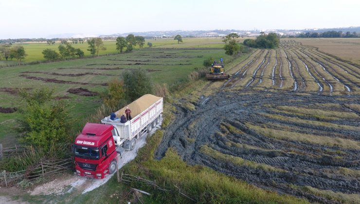 Sinop’ta çeltik hasadı