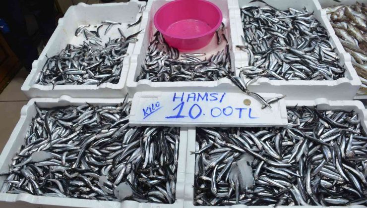 Sinop’ta hamsi 10 TL