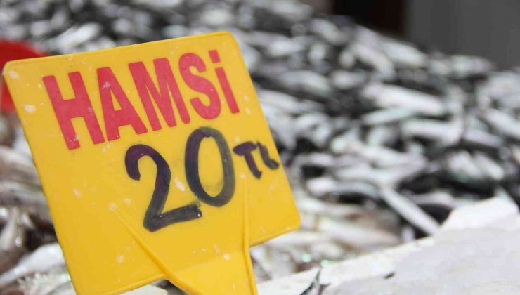 Sinop’ta hamsi bereketi: Kilosu 20 TL