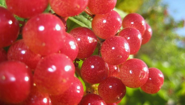 Sivas’ın Coğrafi İşaretli Ürün Sayısı 14’e Çıktı