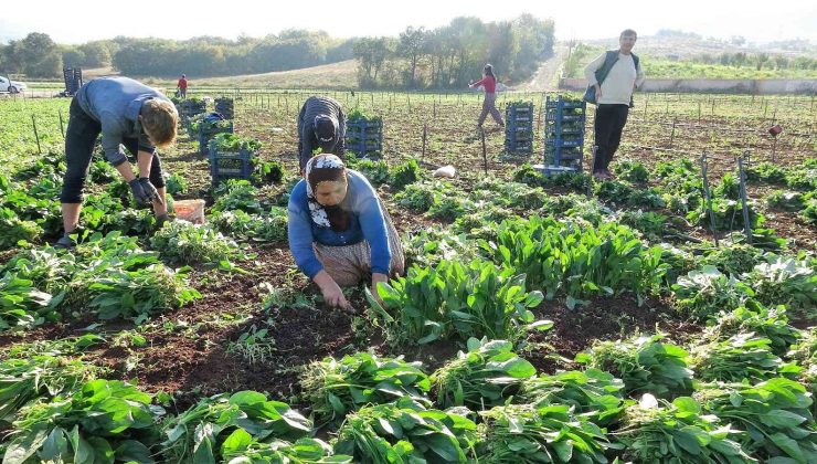 Sonbaharın gözdesi ıspanak tarlada 3.5 liraya yükseldi
