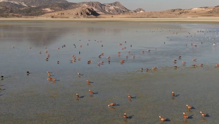 Su seviyesi artan Yarışlı Göl’e kuş akını