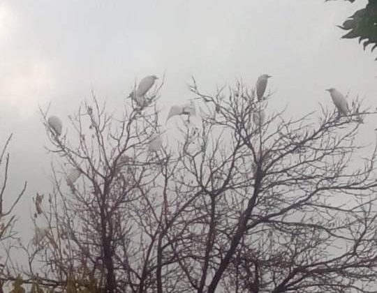 Sungurlu göçmen kuşların uğrak noktası oldu