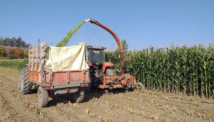 Sungurlu’da silajlık mısır hasadına başlandı