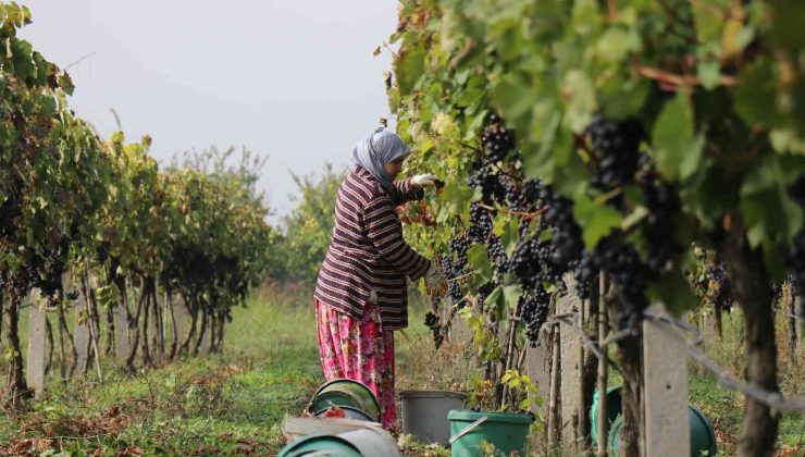 Tarlada 2, markette 8 lira