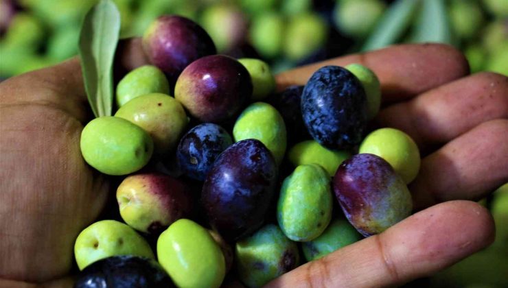 Tescille önü açılan Mut zeytinyağı Avrupa’ya ihraç edilmeye başlandı