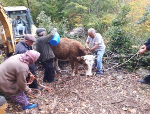 Tokat’ta kayalıklar arasına düşen inek kurtarıldı