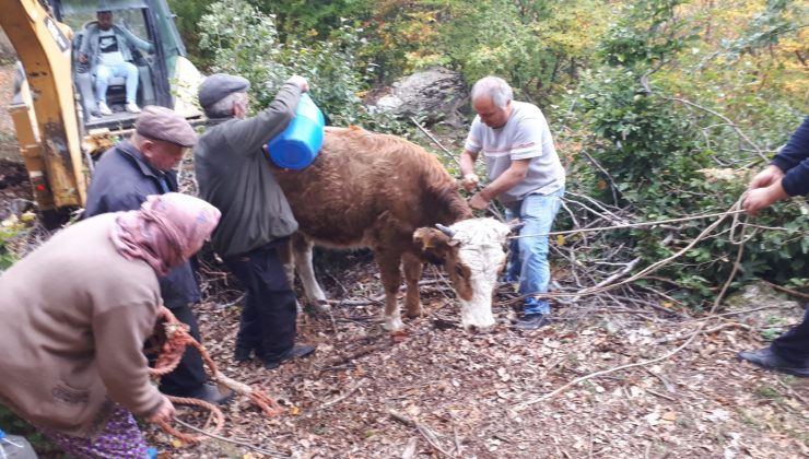 Tokat’ta kayalıklar arasına düşen inek kurtarıldı