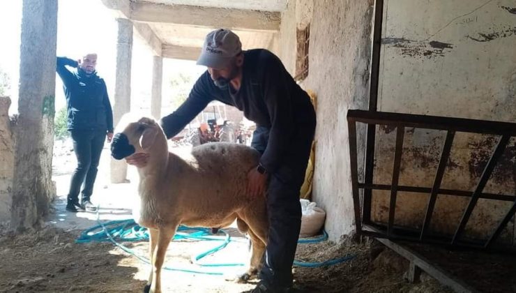 Tomarza küçükbaş hayvan damızlık üretim üssü olmaya aday