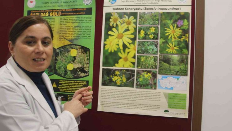 Trabzon Kanaryaotu ve Allı Gelin bitkisinin ilaç olma potansiyelleri araştırılıyor