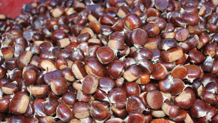 Türkeli’de sezonun ilk kestanesi tezgahlarda yerini aldı