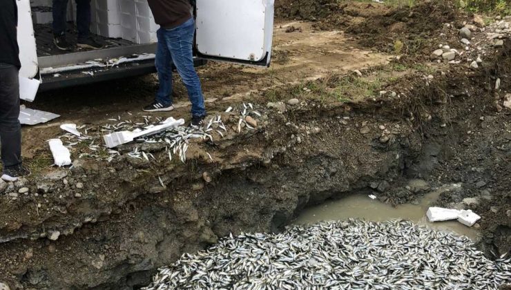 Türkeli’de yasal boyutun altındaki 5 ton balığa el konuldu