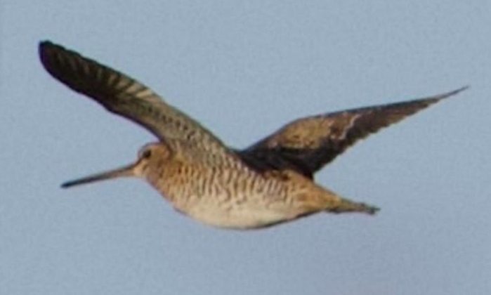 Türkiye’de ilk defa Sibirya suçulluğu görüldü