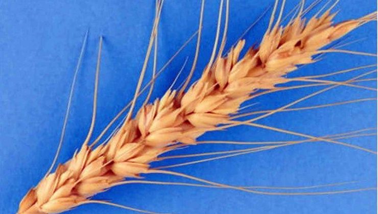 Türkiye’den Afganistan’a 100 ton buğday tohumu