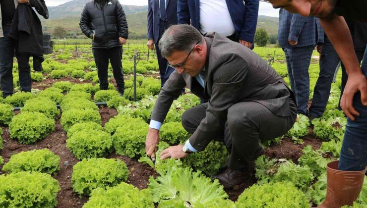 Vali Balcı, marul hasadı yaptı