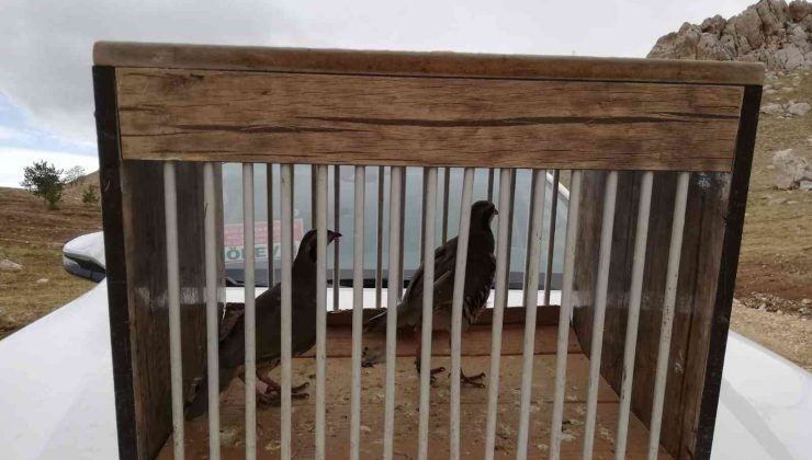 Van’da kafes avcılığı yapan 5 kişi jandarmaya takıldı