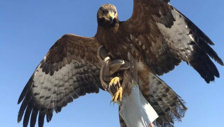 Van’da yaralı kuşlar tedavi altına alındı