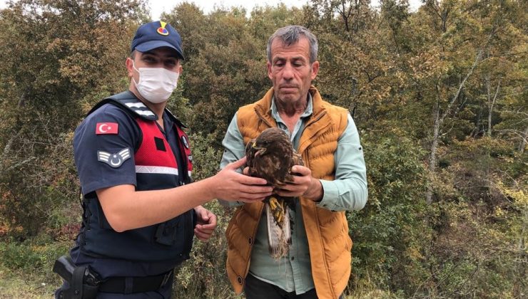 Yaralı kartal tedavi altına alındı