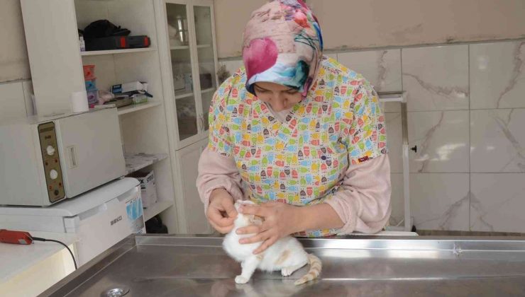 Yaralı kedinin imdadına veteriner hekim yetişti