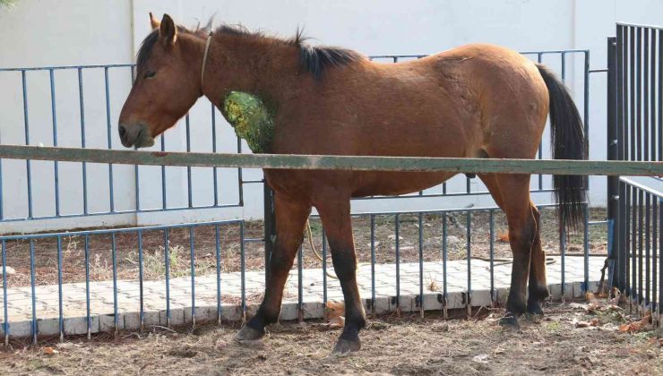 Yaralı yılkı atlarının tedavisi devam ediyor