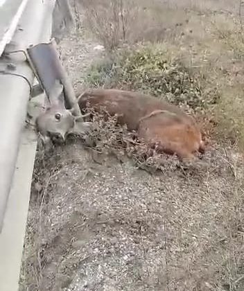 Yavru köpek ve Karaca’yı kurtardılar