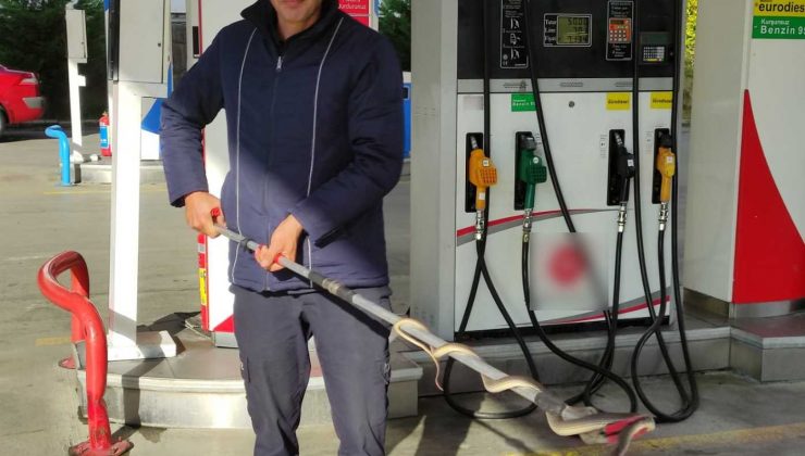 Yılan, akaryakıt istasyonunda işçilerin soyunma odasına girdi