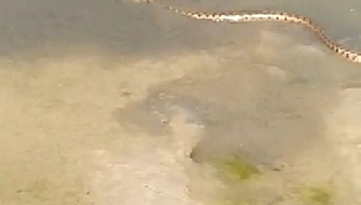 Yılanın yakaladığı kurbağa ile imtihanı