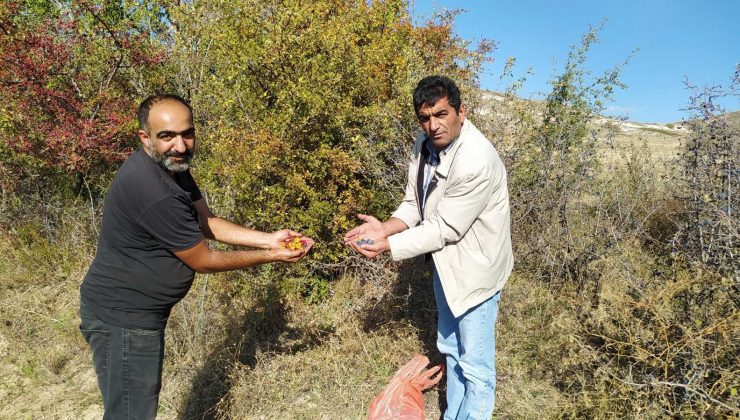 Yunak’ta dağ meyveleri toplanmaya başlandı