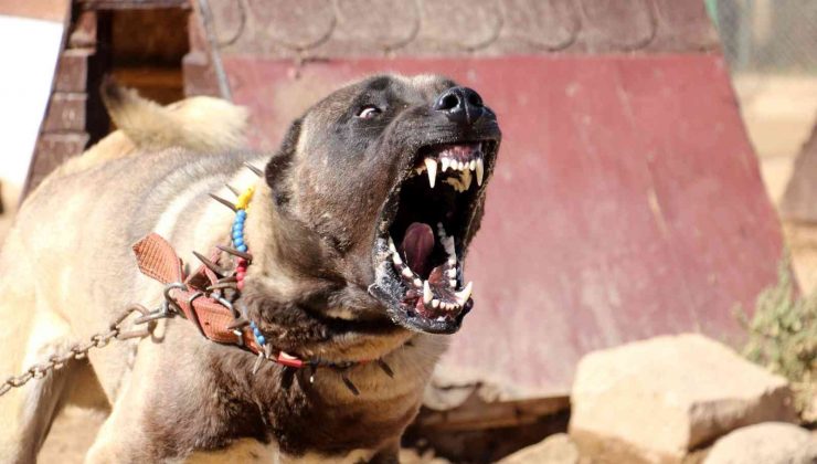 Yurtdışından talep yağıyor, lüks otomobil fiyatına alıcı buluyor