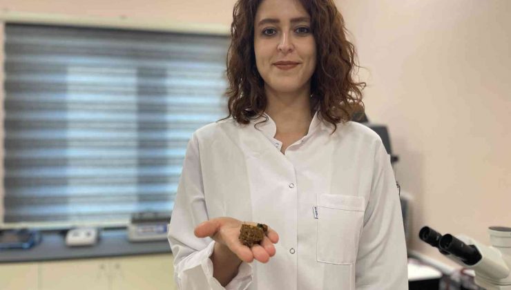 Yüzyıllardır şifa veren propolis akademik ellerde zenginleşiyor