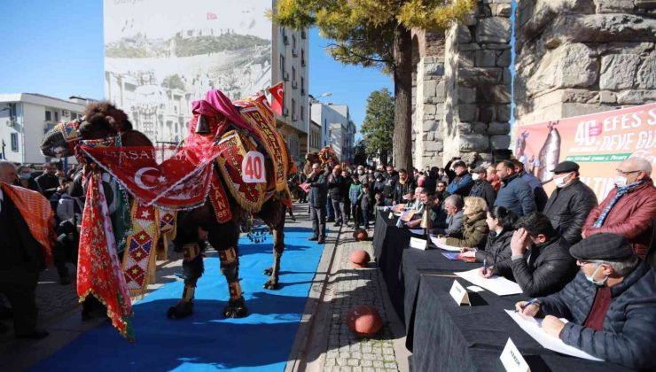 40. Uluslararası Efes Selçuk Deve Güreşleri Festivali başladı