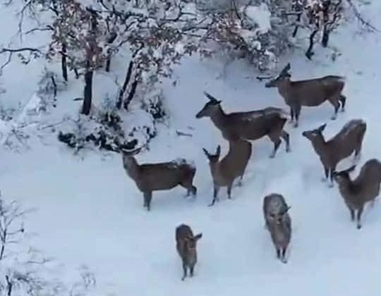 Aç kalan geyikler mahallelere indi