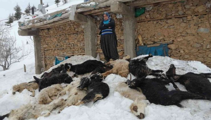 Adana’da besici ailenin 350 küçükbaş hayvanı telef oldu