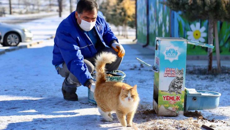Aksaray Belediyesi sokak hayvanlarını unutmadı