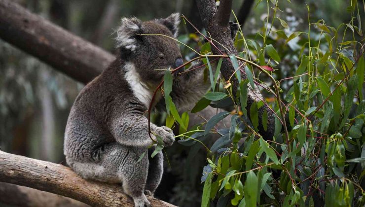 Avustralya hükümetinden koalalar için 35 milyon dolar destek