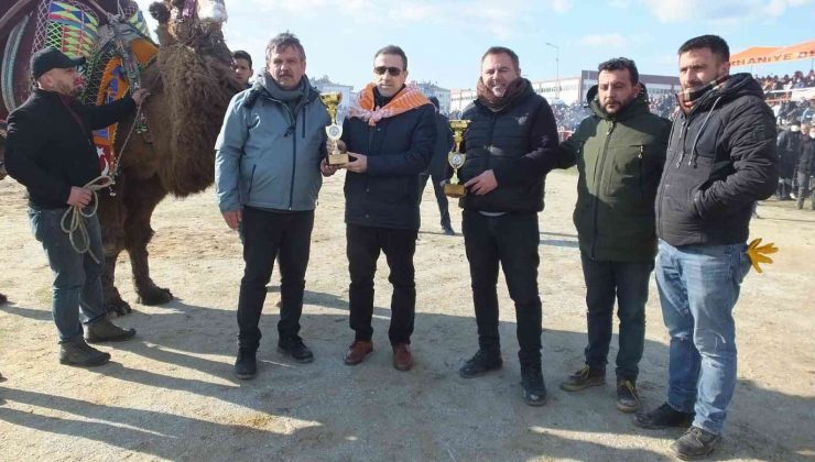 Balıkesir’de geleneksel deve güreşlerini 10 bin kişi izledi