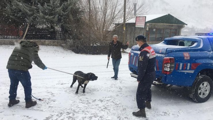Bingöl’de başıboş gezen Pitbull cinsi köpek, yakalanarak barınağa götürüldü
